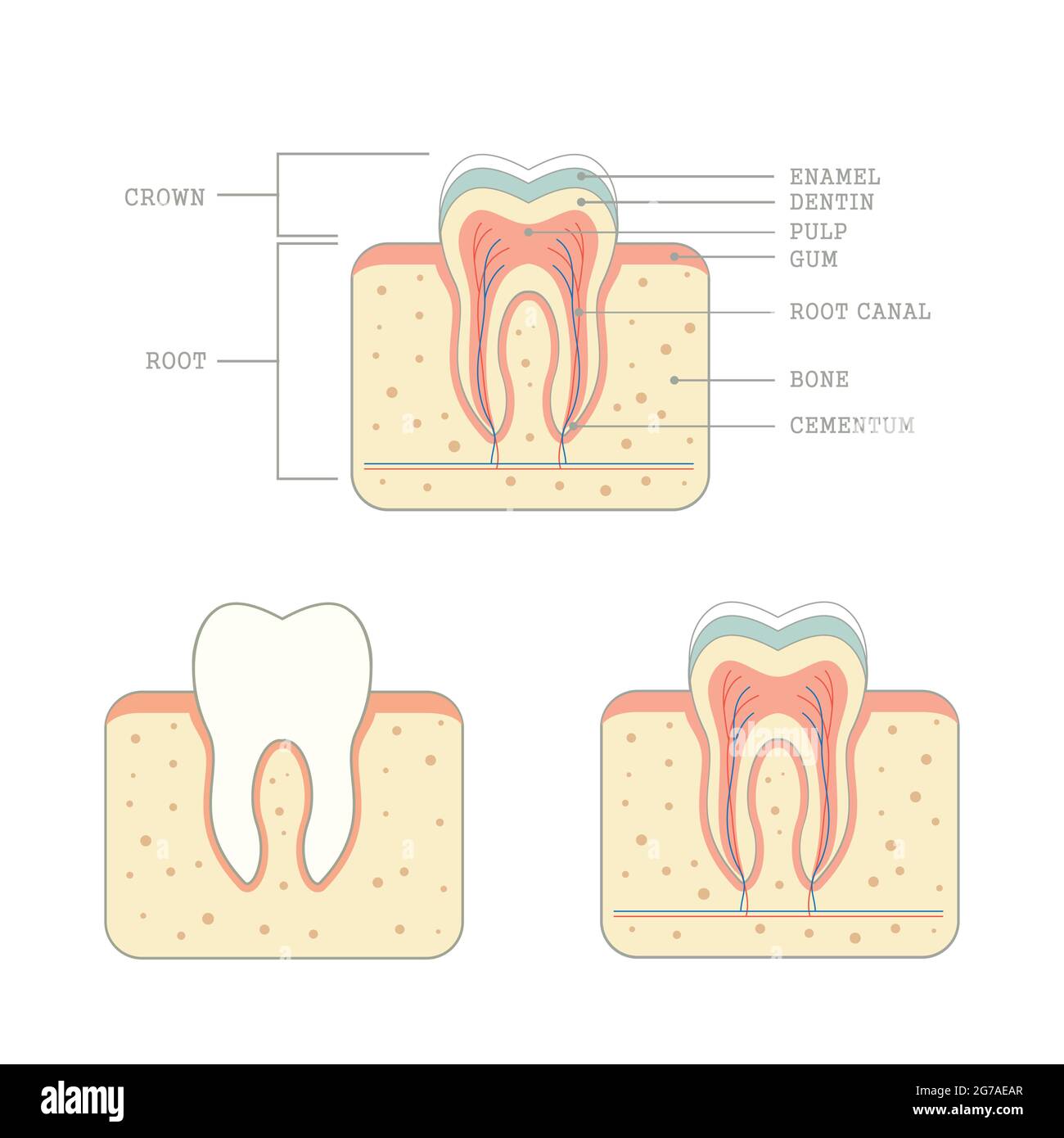 Human Tooth Anatomy Medical Teeth Illustration Stock Vector Image