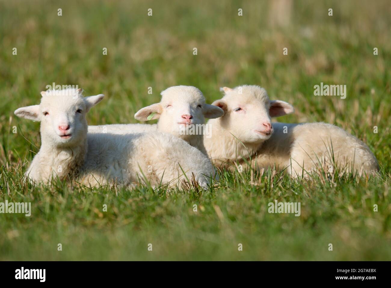 Forest sheep (Landschafrasse, domestic sheep breed) lambs lying on a pasture, Germany, Stock Photo