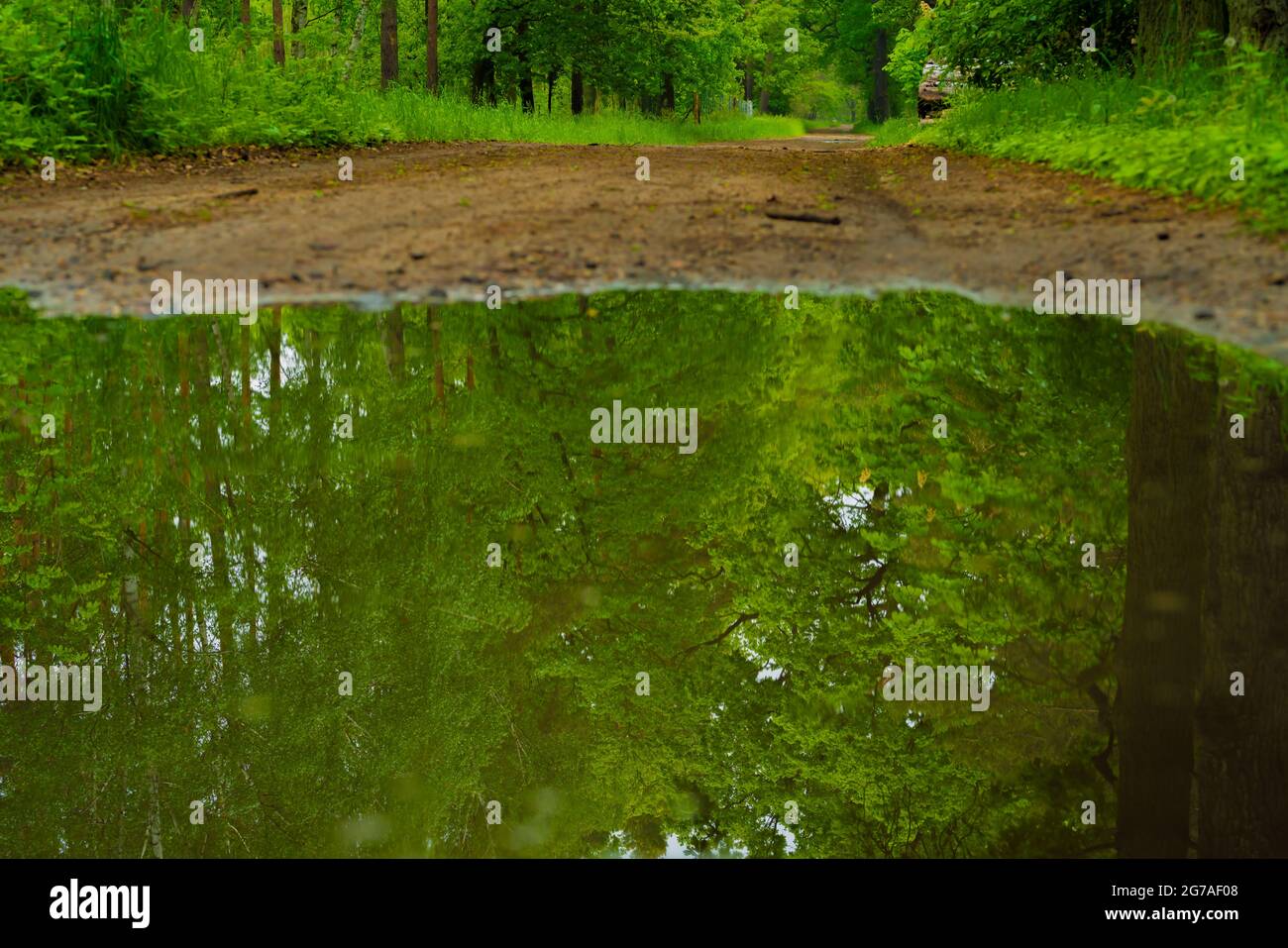 Forest road in spring in a beautiful green forest,  foreground water reflections in a large puddle Stock Photo