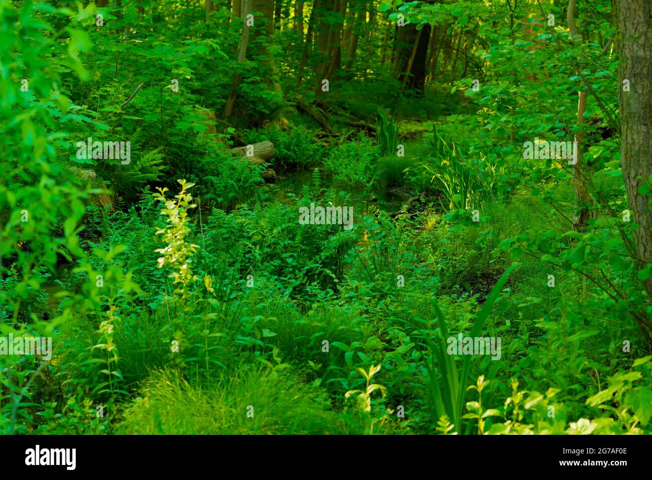 Riverbed almost completely overgrown with aquatic plants hires stock