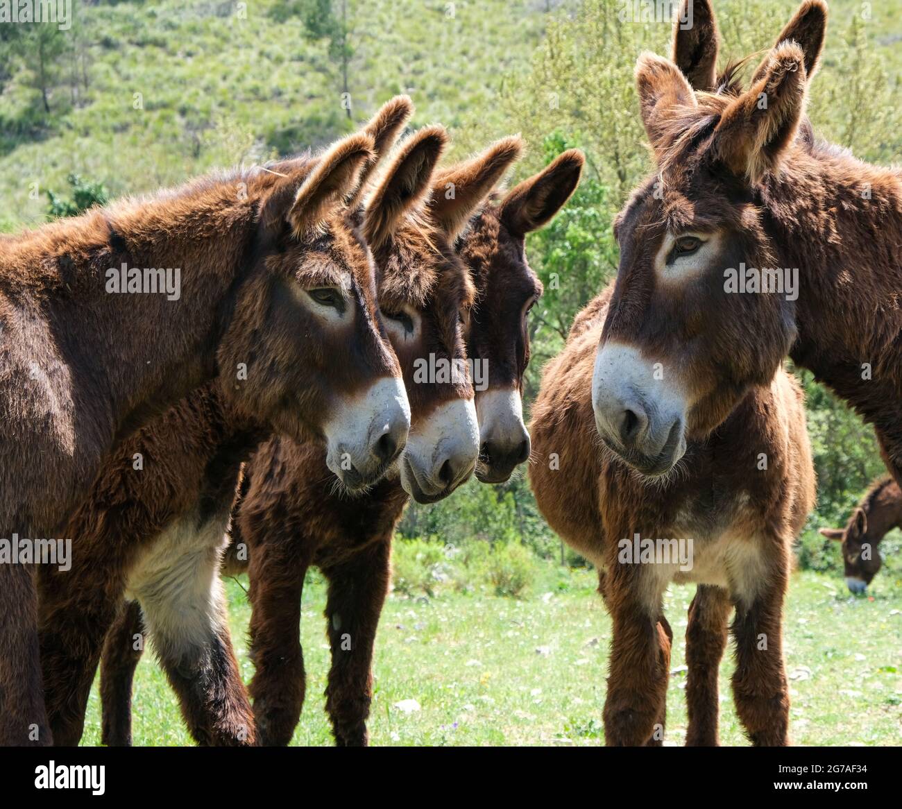 Donkeys meeting in a field in Sicily, Italy, 2021 Stock Photo Alamy