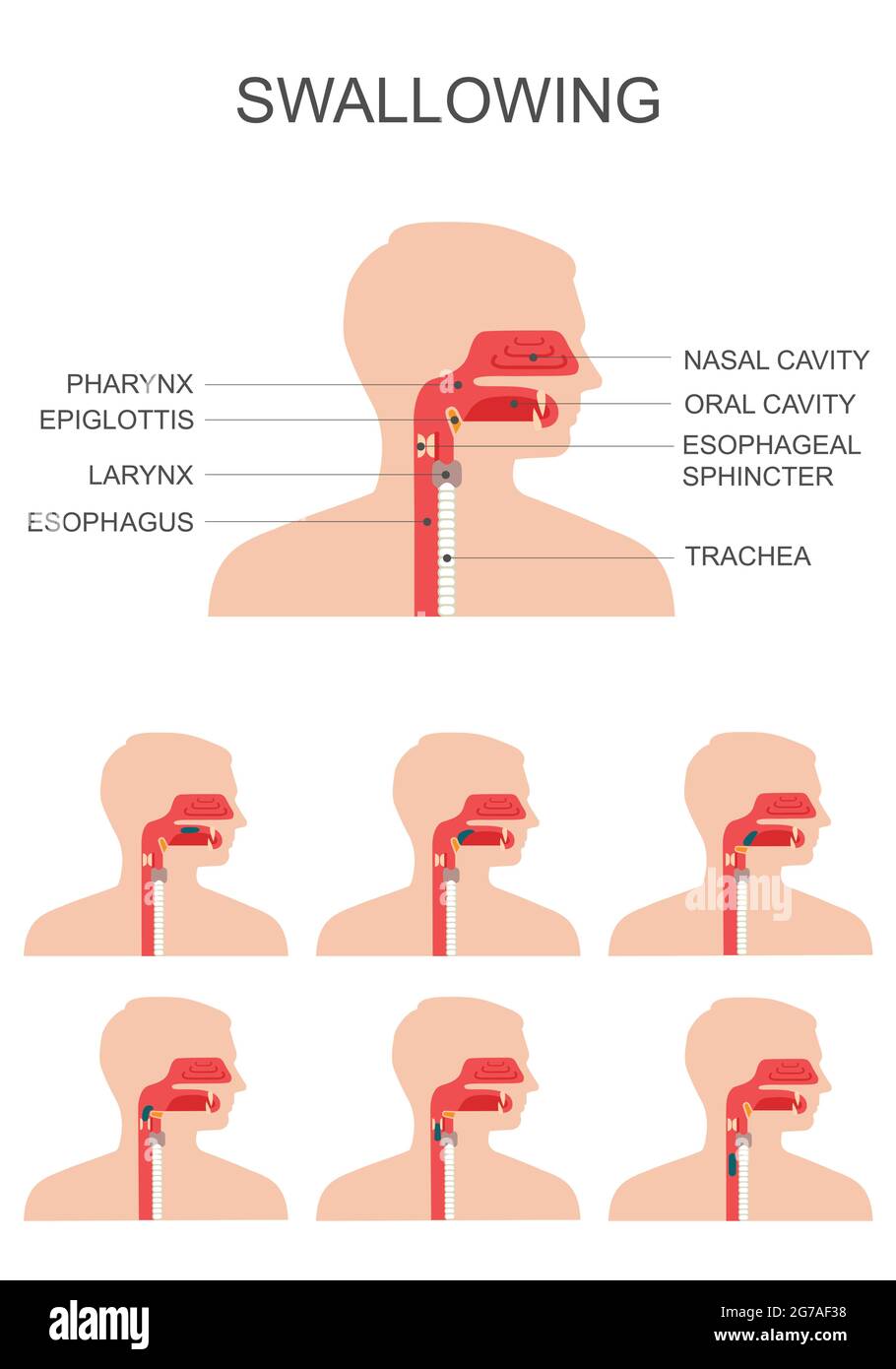 swallowing process, nose throat anatomy, medical illustration Stock Vector