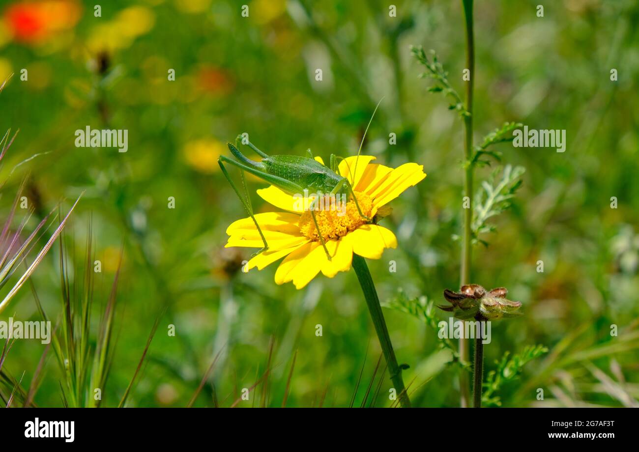 Common Green Grass Hopper (Omocestus viridulus) on a yellow flower in a meadow in Sicily, Italy. 2021 Stock Photo