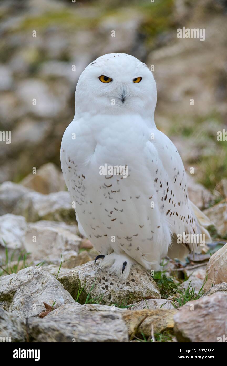 Snowy Owl, Bubo scandiacus Stock Photo - Alamy