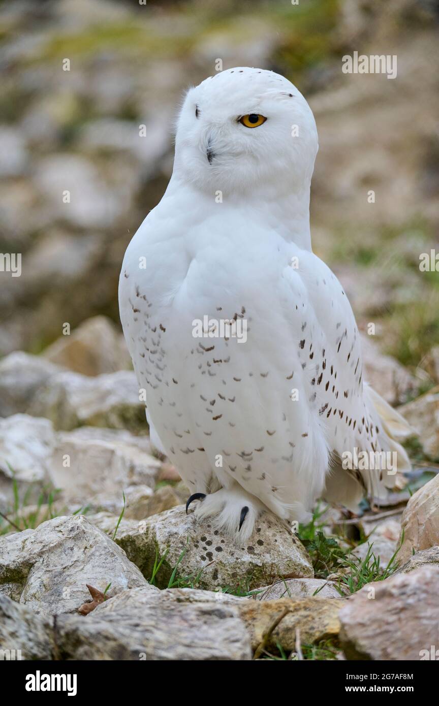 Snowy Owl, Bubo scandiacus Stock Photo - Alamy