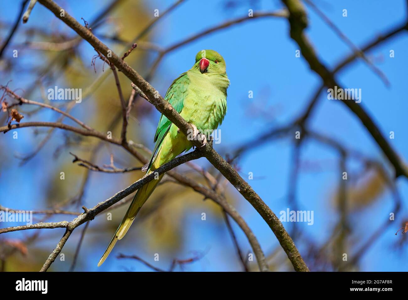 Roseringed parakeet, Psittacula krameri Stock Photo Alamy