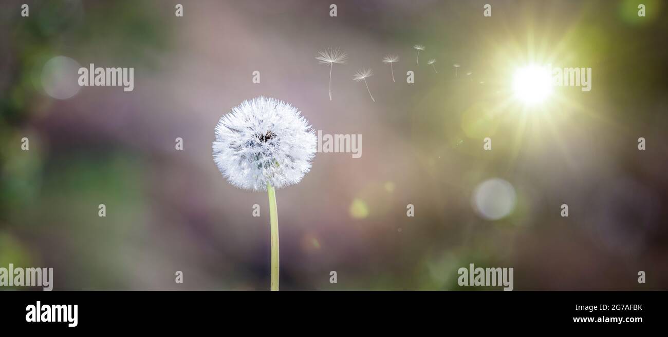 Dandelion art hi-res stock photography and images - Alamy