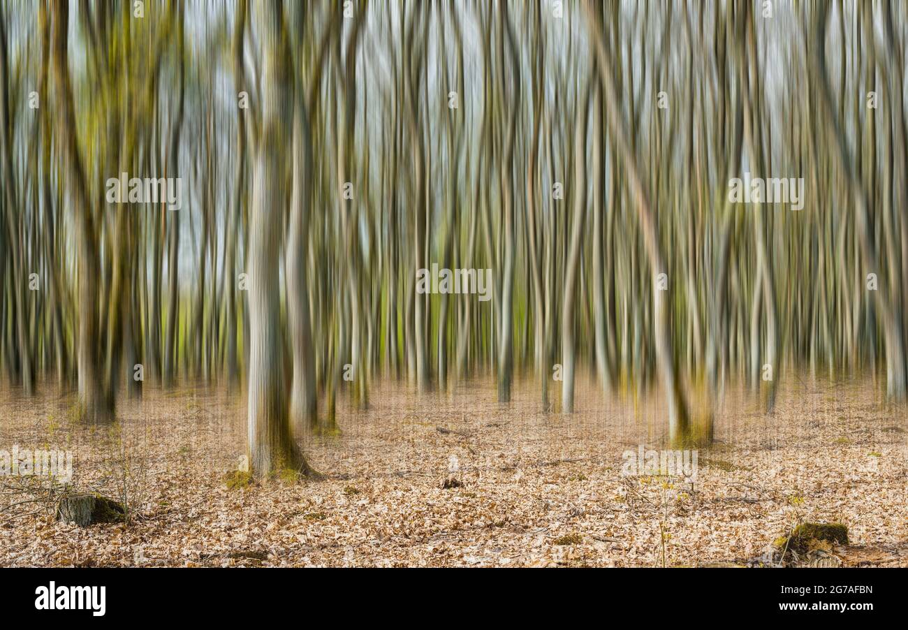 2021, April, tree, trees, moss, forest, blur, motion blur, tree wiper, wiper, Stock Photo