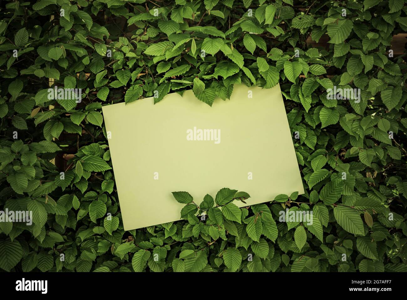 White sheet of paper in front of green leaves Stock Photo