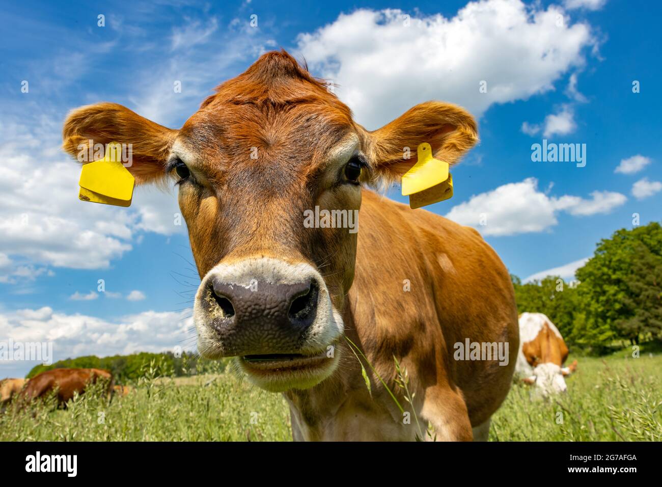 The portrait of a young bull looking into the camera, close up view. Stock Photo