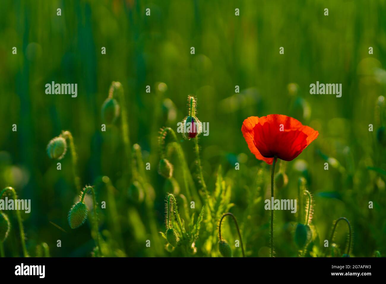 open and closed poppies in the early morning,  selective sharpness Stock Photo