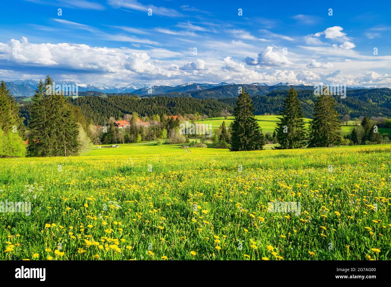 Flower meadow with yellow dandelions, forests and hills under a blue sky and clouds on a sunny day in the Allgäu. In the background the snow-covered Allgäu Alps. Bavaria, Germany, Europe Stock Photo