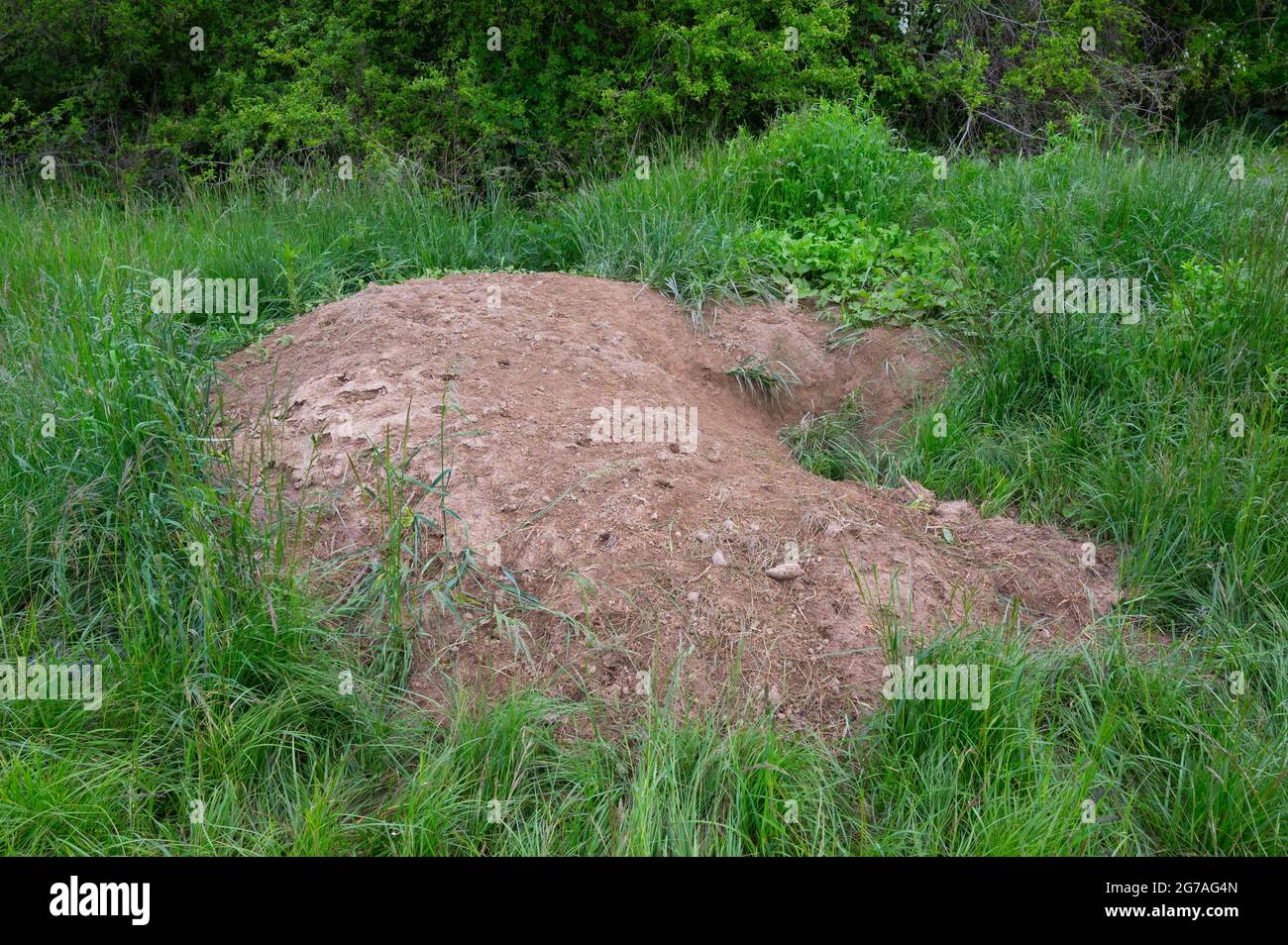 Badger burrow on the edge of the forest, spring, May, Hesse, Germany Stock Photo