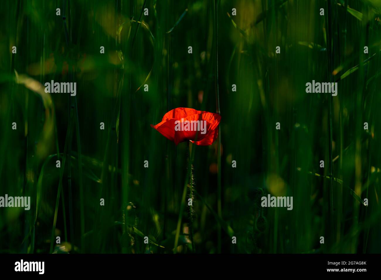 Poppies with open flowering on a meadow Stock Photo
