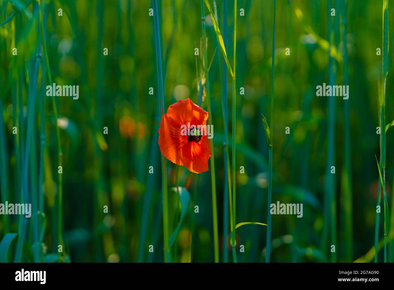 Poppy with open flower in a cornfield,  selective sharpness,  shallow depth of field Stock Photo
