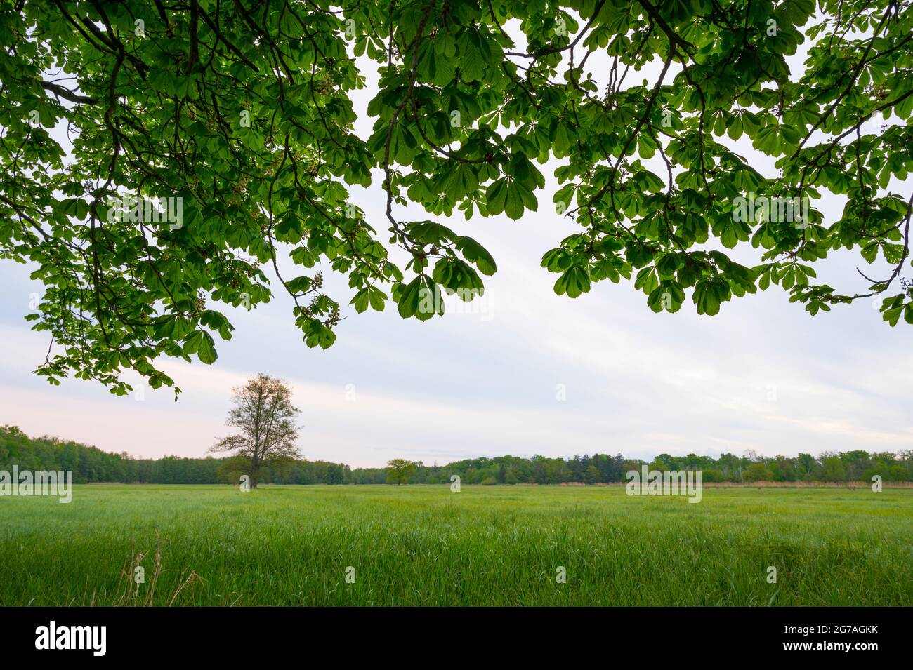 Branches of a chestnut tree in spring, May, Hesse, Germany Stock Photo