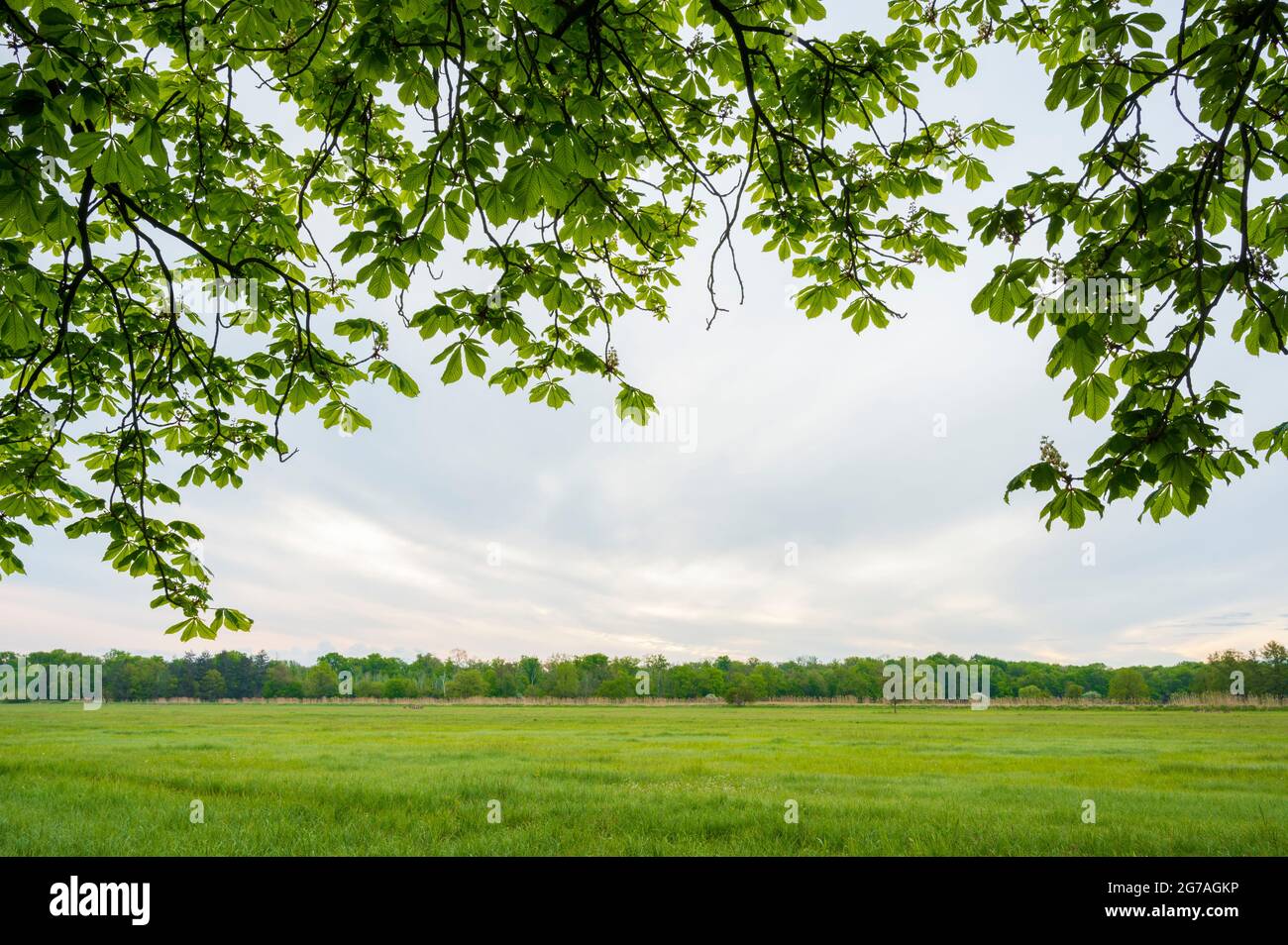 Branches of a chestnut tree in spring, May, Hesse, Germany Stock Photo