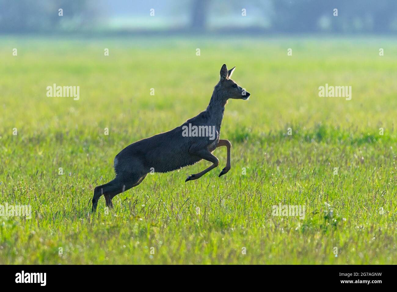 Jumping roe deer (Capreolus capreolus) in a meadow, spring, May, Hesse, Germany Stock Photo
