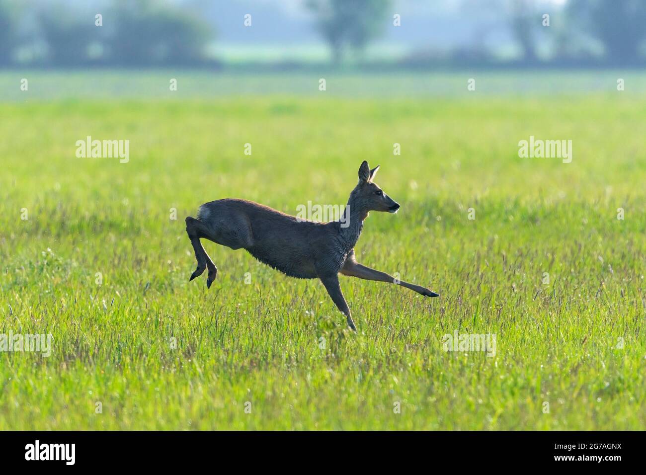 Jumping roe deer (Capreolus capreolus) in a meadow, spring, May, Hesse, Germany Stock Photo