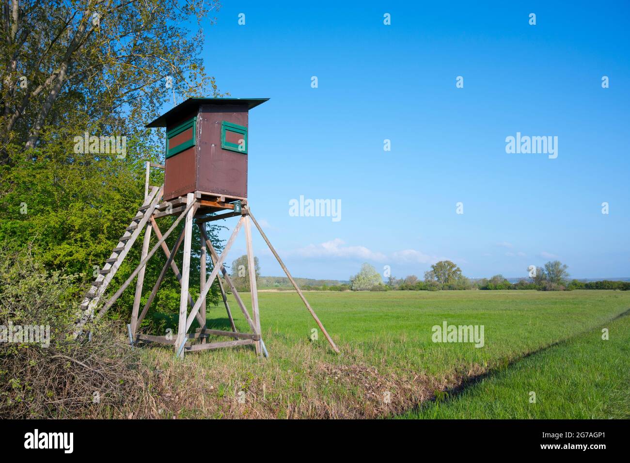 Perch at the edge of the forest in spring, May, Hesse, Germany Stock Photo