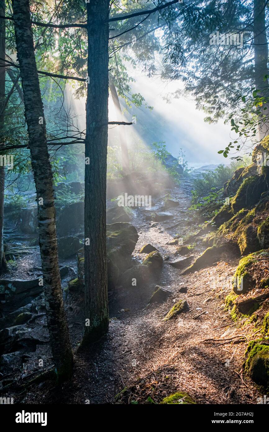 Soft morning sunrise light through tree branches in forest Bancroft Ontario Canada Stock Photo