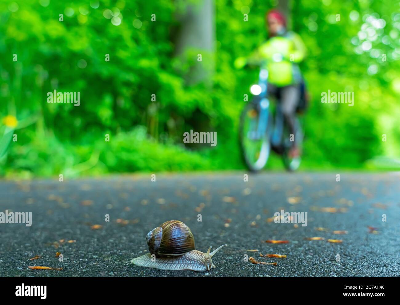 Snail crossing a bike path Stock Photo