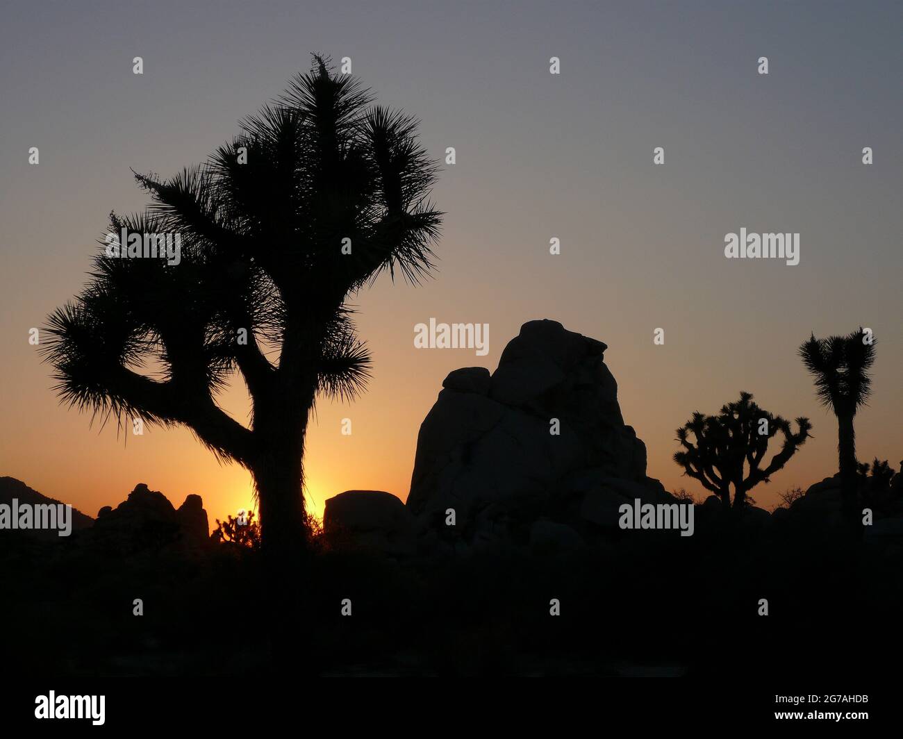 Sunset, Joshua Tree National Park, California, USA Stock Photo