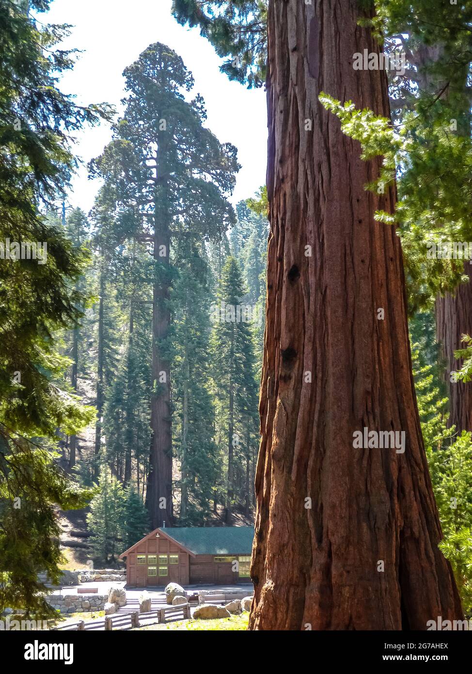 Sequoia National Park, California, USA Stock Photo