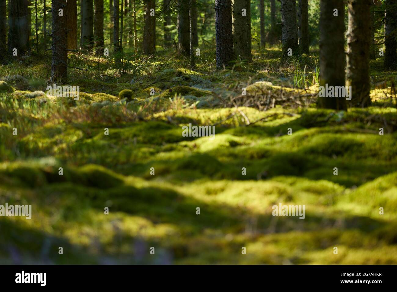 Danes moss hi-res stock photography and images - Alamy