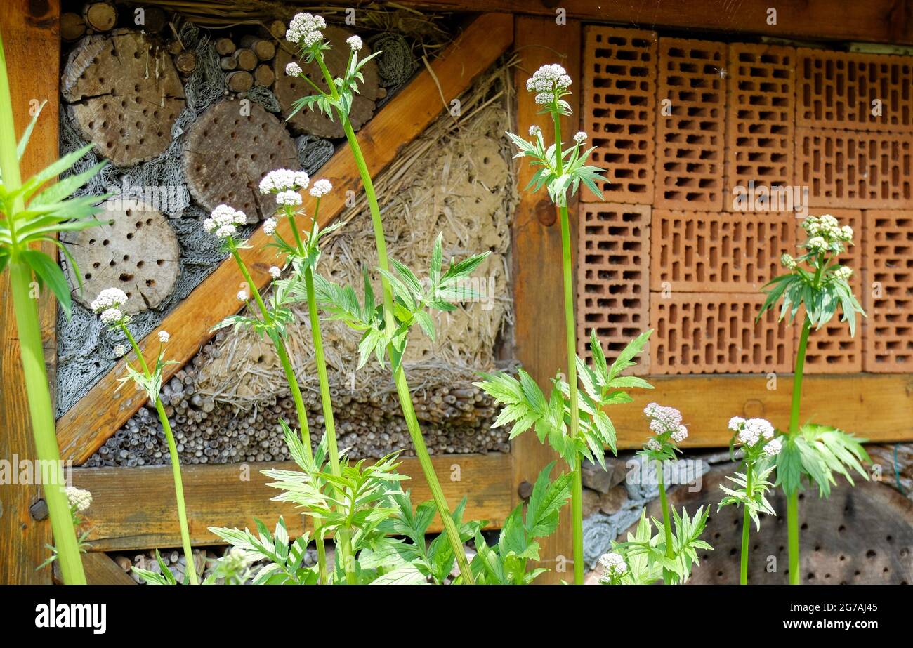 Insect hotel made of drilled wood and perforated brick Stock Photo