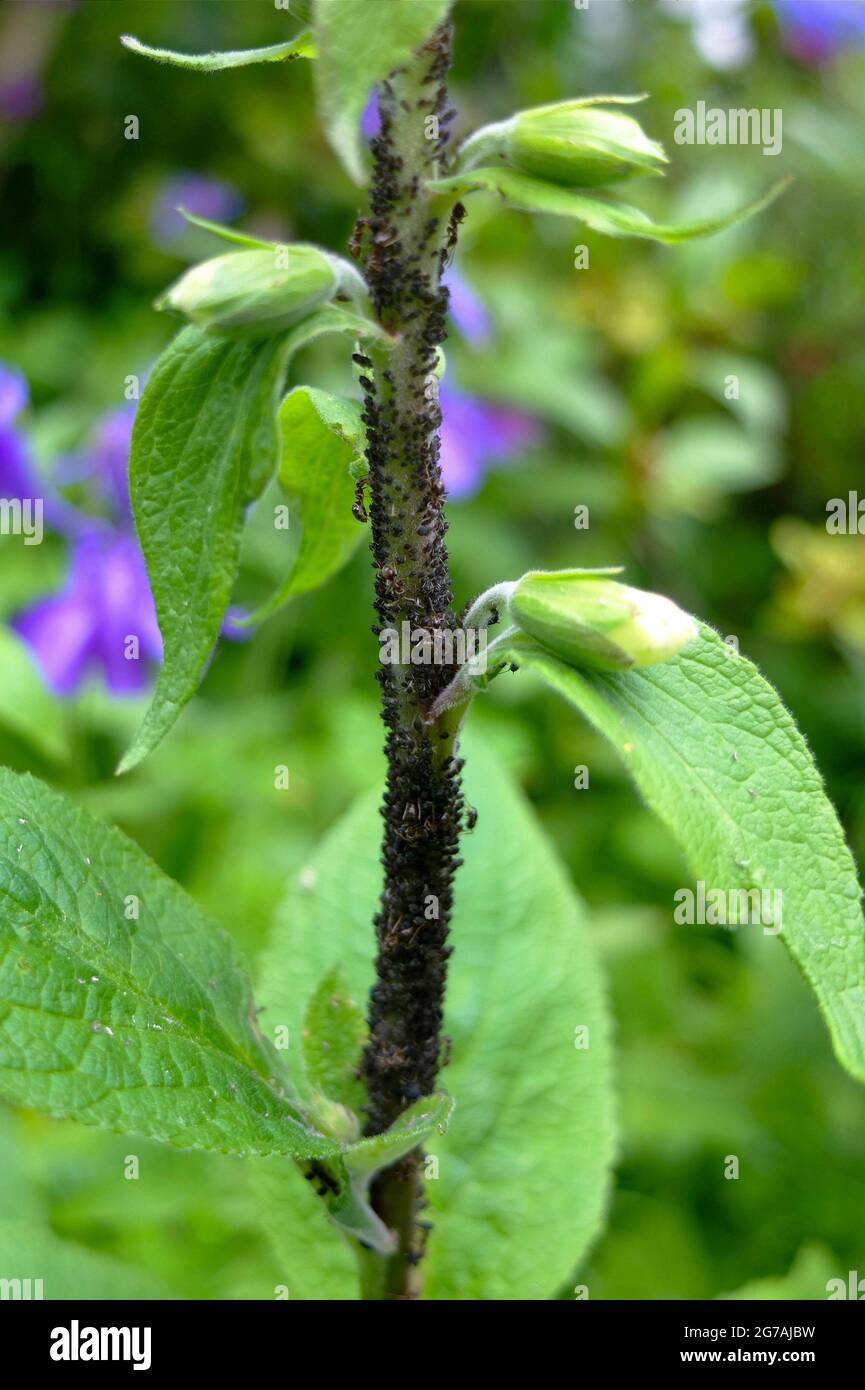 Aphids (Aphidoidea) on foxgloves (Digitalis purpurea) Stock Photo
