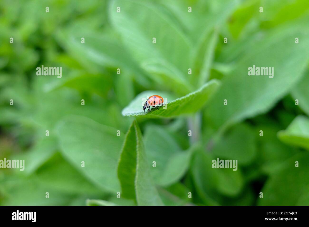 Ladybird (Coccinellidae) on the common sage (Salvia officinalis) Stock Photo