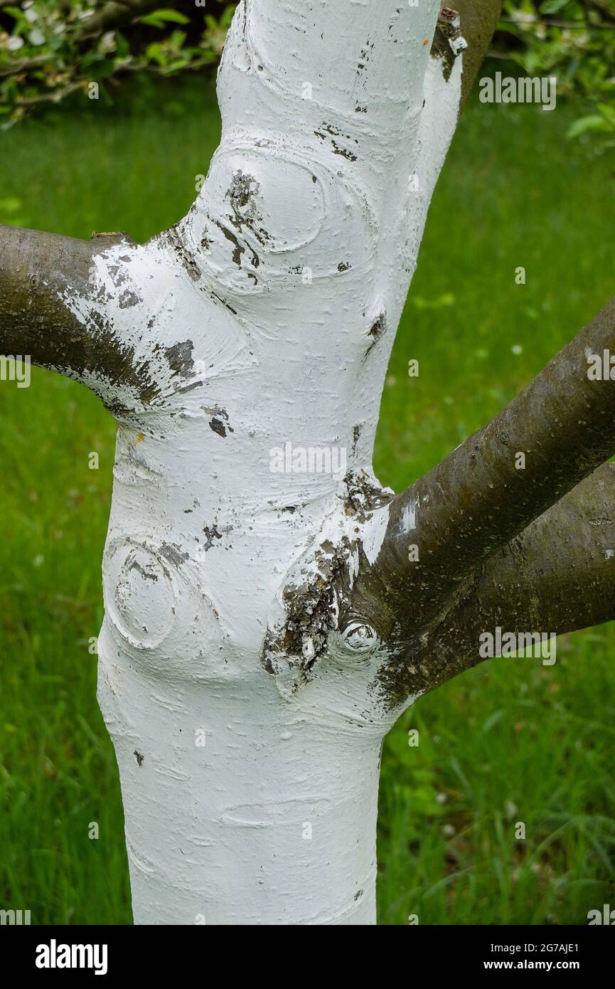 Apple tree (Malus domestica) coated with lime Stock Photo