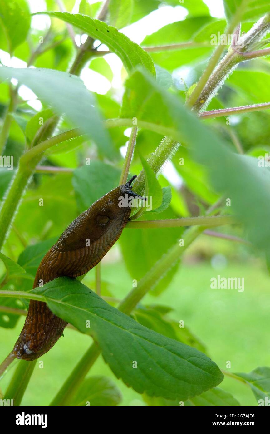 Spanish slug (Arion vulgaris) on the pineapple sage (Salvia elegans