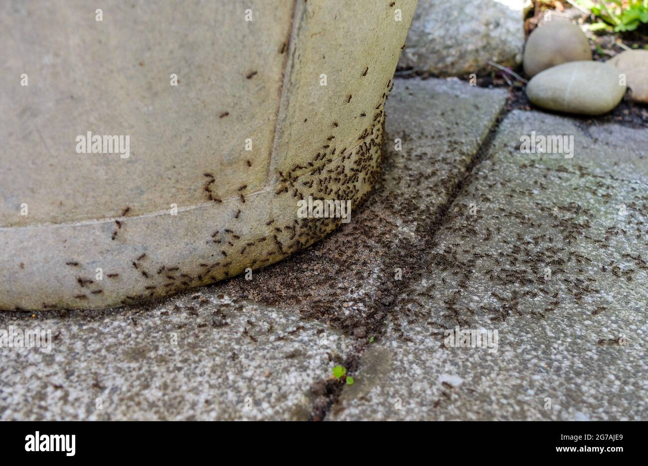 Ants (Formicidae) on the terrace Stock Photo