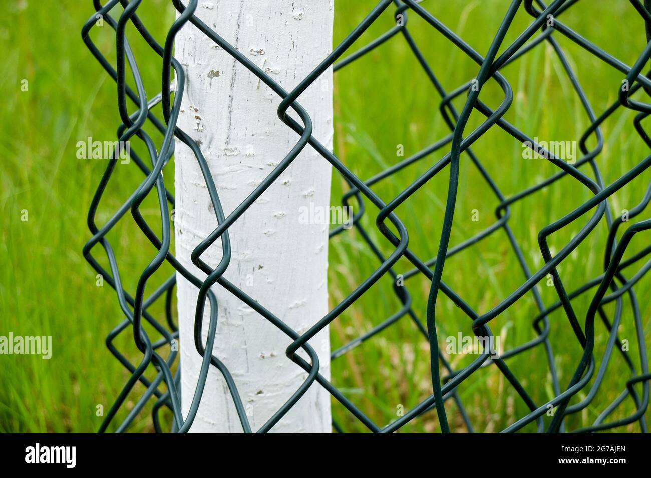 Tree protection to protect the bark against damage by wild animals