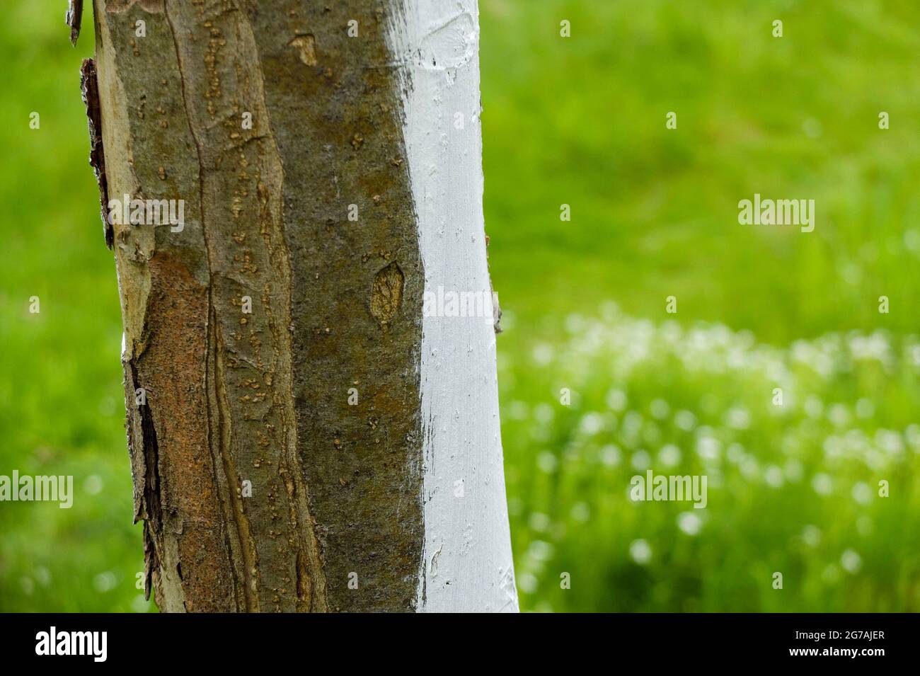 Apple tree (Malus domestica) coated with lime Stock Photo