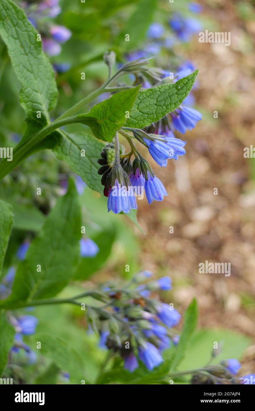 Common Comfrey, Wild Comfrey (Symphytum officinale Stock Photo Alamy