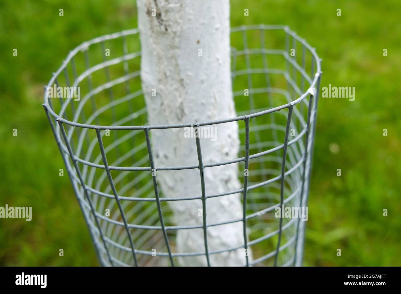 Tree protection to protect the bark against damage by wild animals Stock Photo