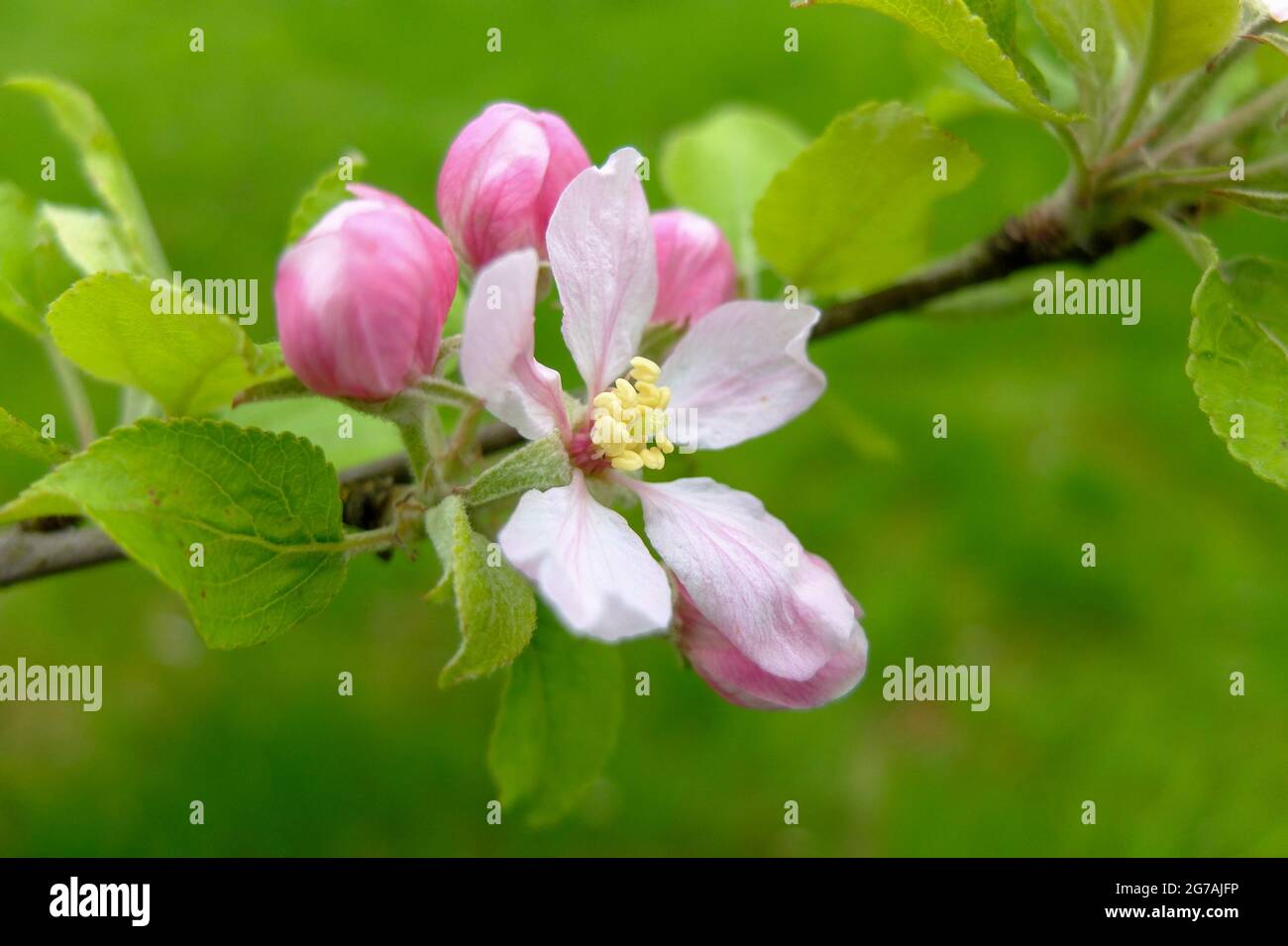 Pink apple blossom (apple variety 'Kaiser Wilhelm') Stock Photo