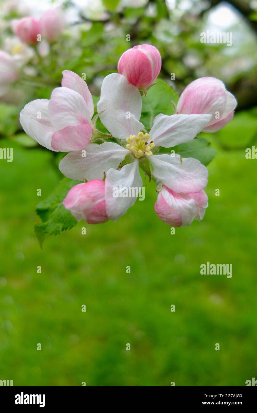 Pink apple blossom (apple variety 'Kaiser Wilhelm') Stock Photo