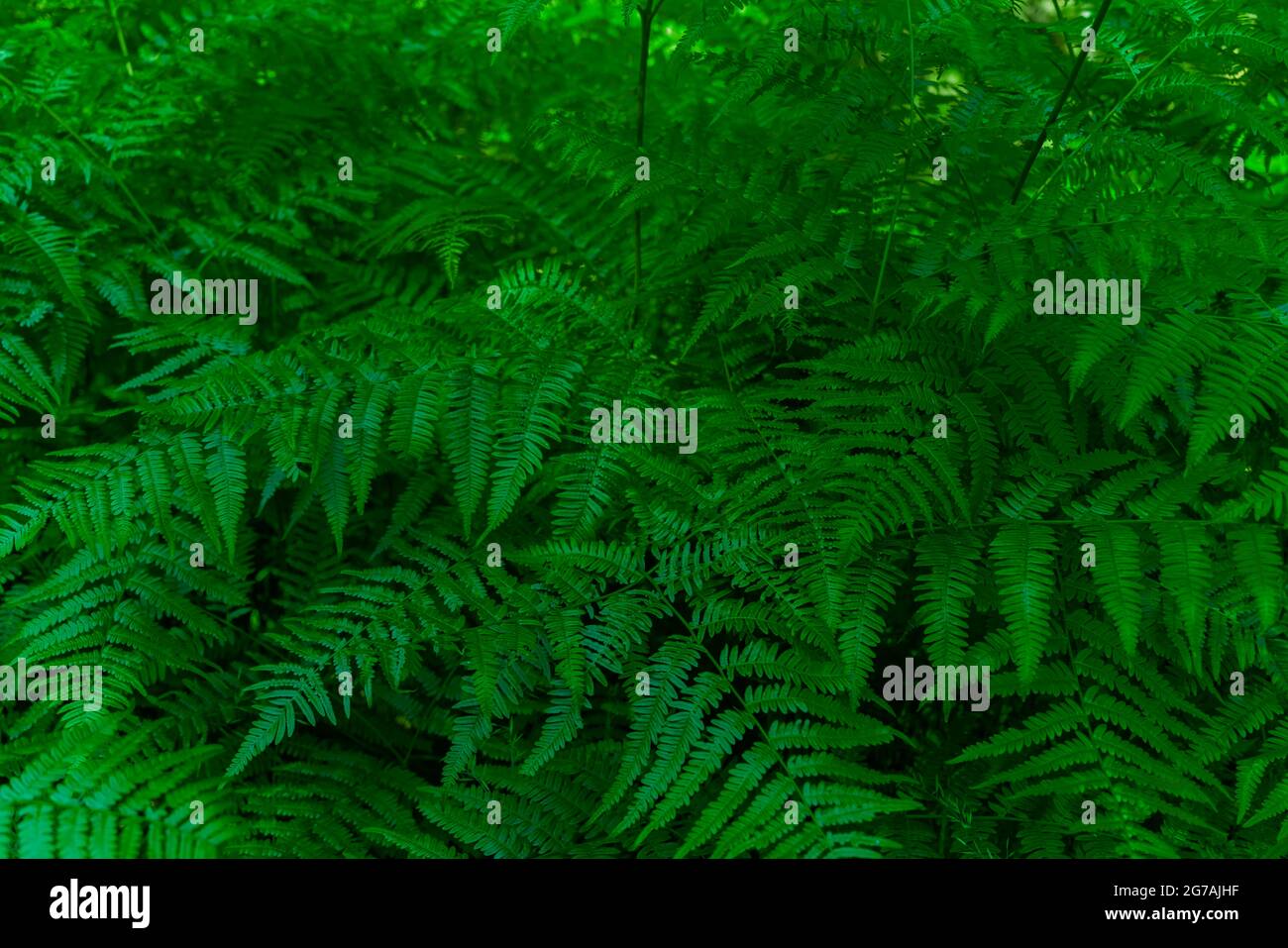 Green bracken leaves hi-res stock photography and images - Alamy