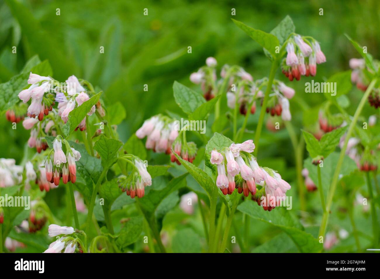 Caucasian comfrey (Symphytum grandiflorum) 'Hidcote Pink' Stock Photo