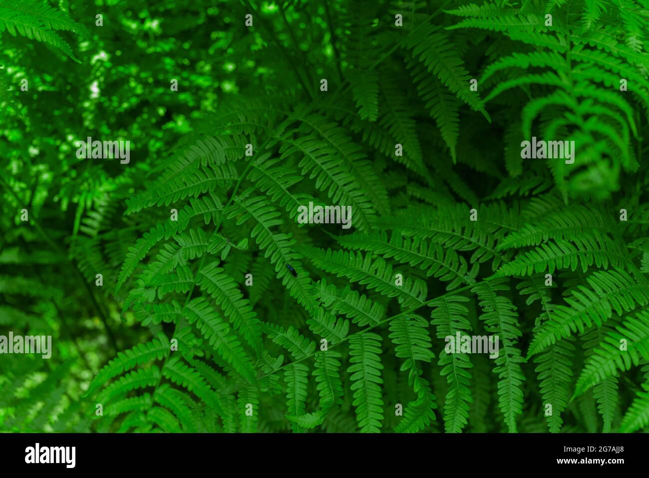 Green fern in the summer in the forest Stock Photo - Alamy