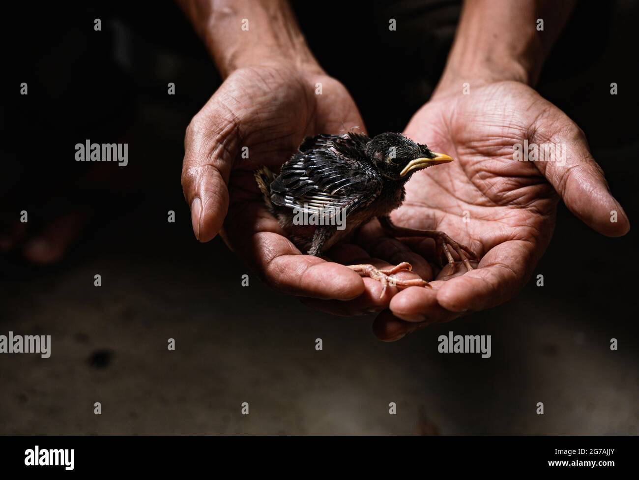 Mynah Bird Egg