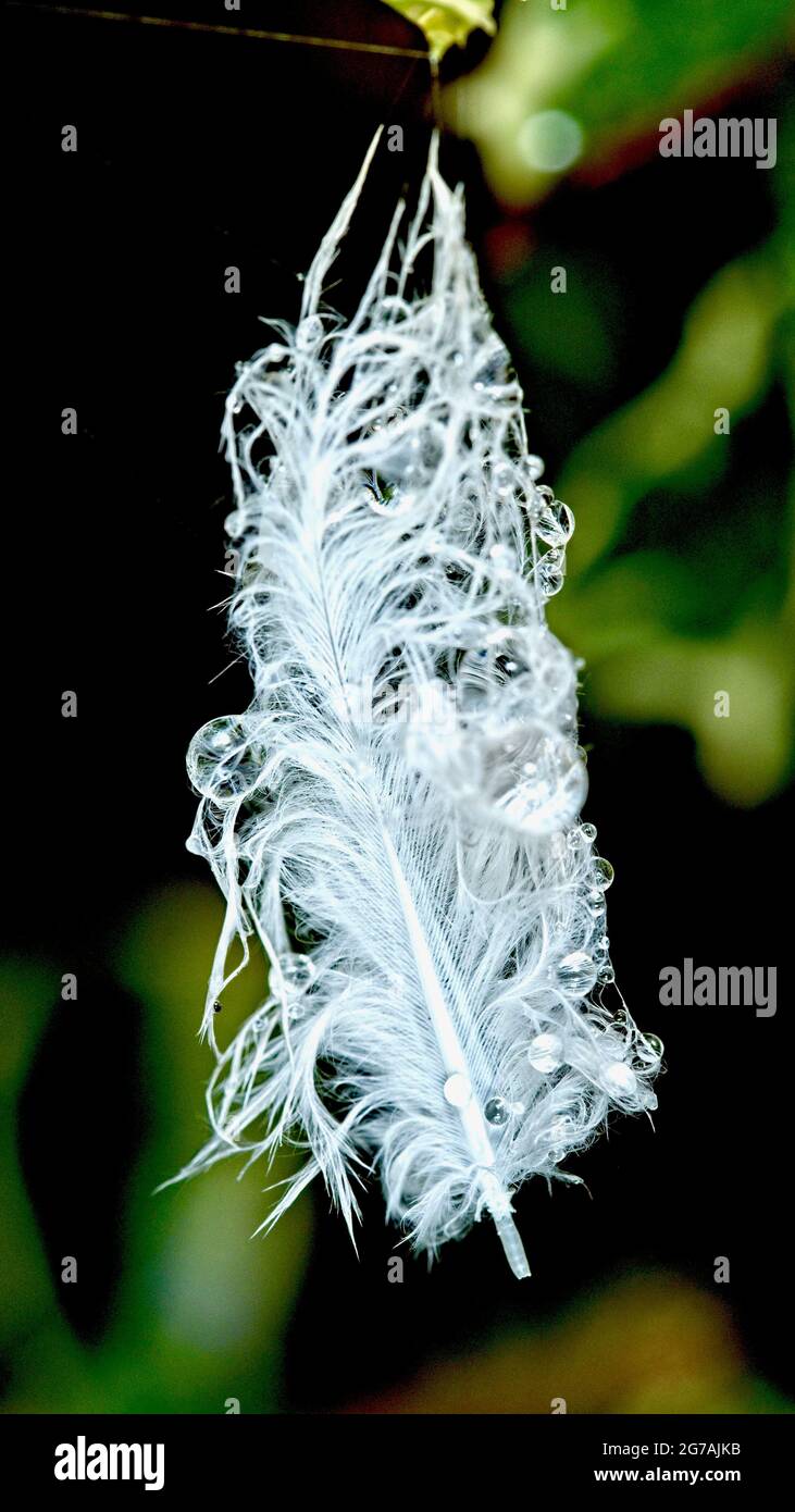 White downy feather with raindrops suspended in spider's web Stock
