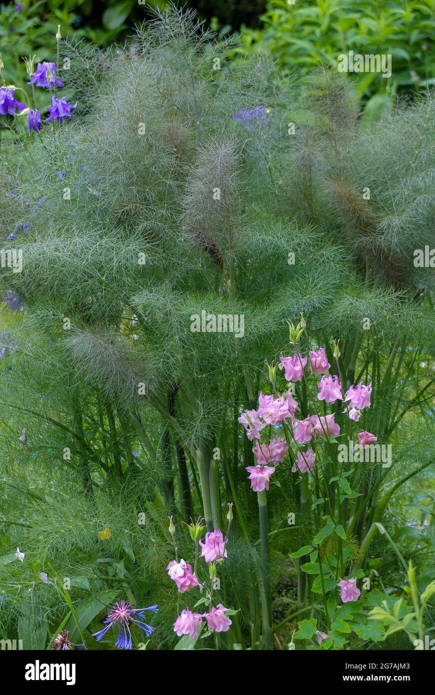 Bronze fennel 'Purpureum' (Foeniculum vulgare Stock Photo Alamy