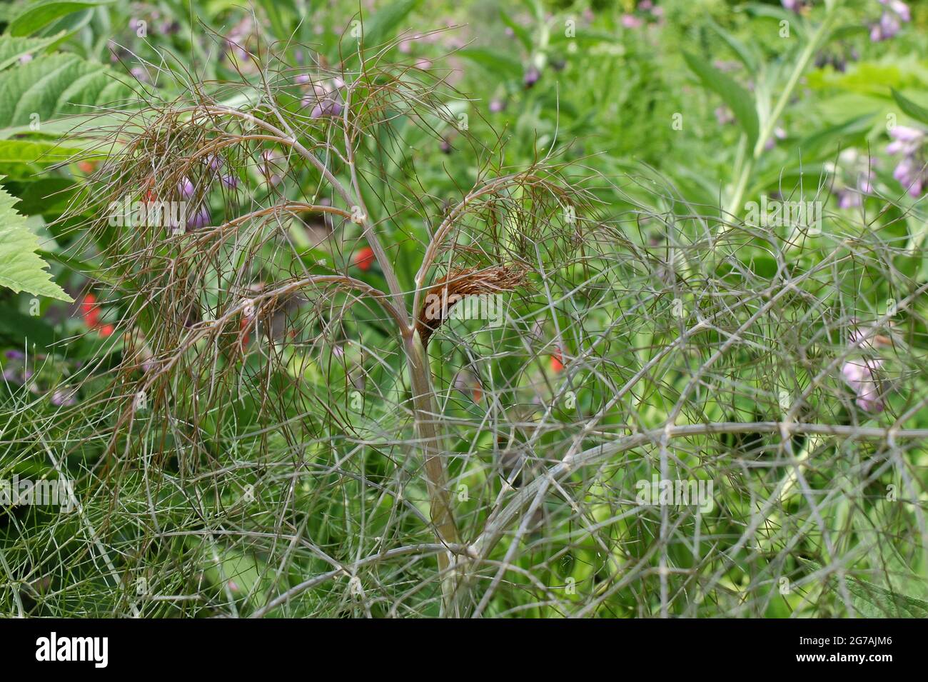 Bronze fennel 'Purpureum' (Foeniculum vulgare) Stock Photo