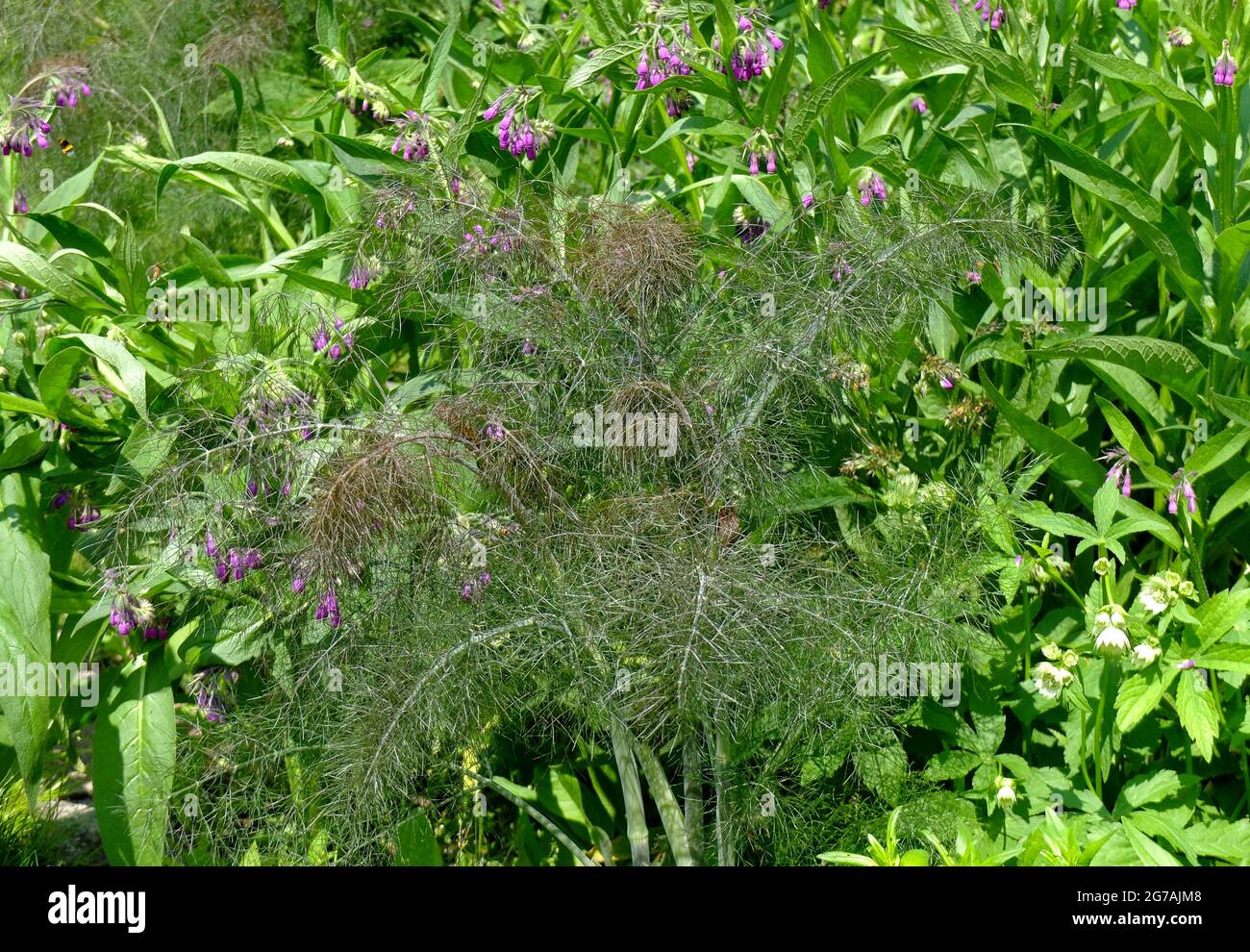 Bronze fennel 'Purpureum' (Foeniculum vulgare Stock Photo Alamy