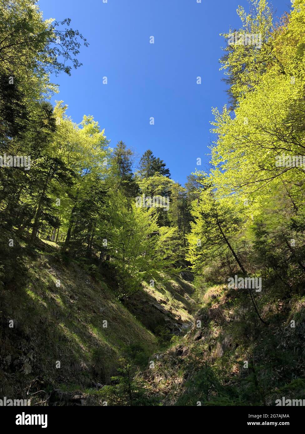 Trees in spring, Mittagkopf, zunlkopf, Karwendeltal, Gleirschtal, Hinterautal, nature, hike, Scharnitz, Tyrol, Austria Stock Photo